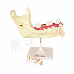 生物模型系列兒童牙列模型
