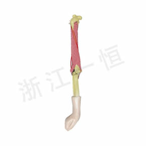 生物模型系列肘關(guān)節(jié)(活動)模型