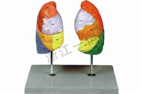 生物及醫(yī)療模型162 彩色肺模型