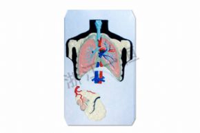 生物及醫(yī)療模型3112 呼吸系統(tǒng)模型