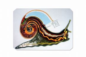 生物及醫(yī)療模型3123 蝸牛解剖模型