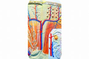 生物及醫(yī)療模型3126 腎臟模型