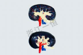生物及醫(yī)療模型3128 腎模型