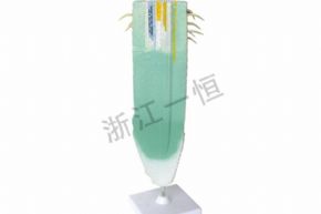 生物及醫(yī)療模型3202 根縱剖模型