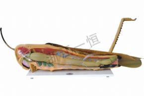 生物及醫(yī)療模型3210 蝗蟲解剖模型