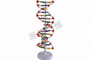 生物及醫(yī)療模型3212 DNA 結(jié)構(gòu)模型