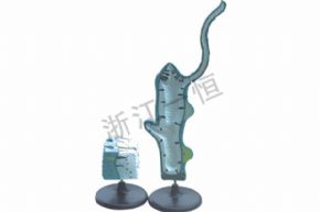 生物及醫(yī)療模型3214  水螅解剖模型