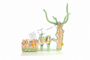 生物及醫(yī)療模型3214 水螅解剖模型