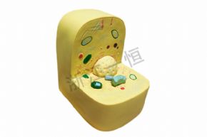 生物及醫(yī)療模型3216 細胞亞顯微結構模型
