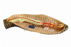 生物及醫(yī)療模型3221 蚯蚓解剖模型