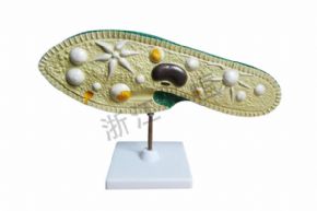 生物及醫(yī)療模型3219 草履蟲(chóng)模型