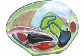 生物及醫(yī)療模型3222 河畔解剖模型