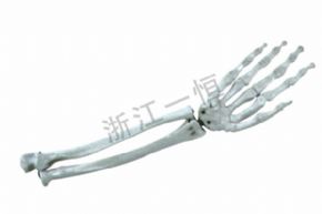 生物及醫(yī)療模型154 手關節(jié)模型
