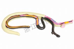 生物及醫(yī)療模型3232 血吸蟲模型