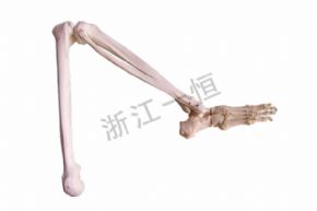 生物及醫(yī)療模型155 腳骨模型