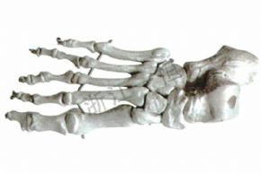 生物及醫(yī)療模型155  腳骨模型