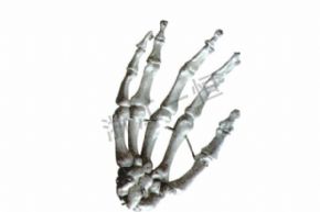 生物及醫(yī)療模型156 手指模型