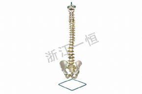 生物及醫(yī)療模型157 盆骨帶脊髓骨