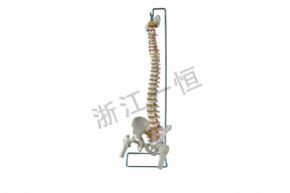 生物及醫(yī)療模型157-1 盆骨帶脊髓骨