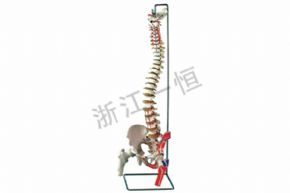 生物及醫(yī)療模型157-2 盆骨帶脊髓骨