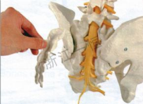 生物及醫(yī)療模型157-3 盆骨模型