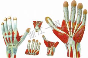生物及醫(yī)療模型158 手指模型