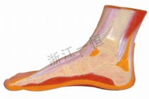 生物及醫(yī)療模型159-2 腳模型