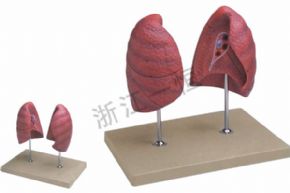 生物及醫(yī)療模型161 肺模型