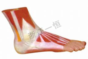 生物及醫(yī)療模型159-3 腳模型