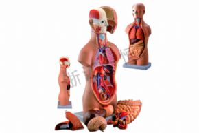 生物及醫(yī)療模型3301 頭頸軀干模型