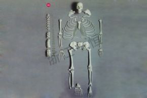 生物及醫(yī)療模型3302-1 人體骨骼模型