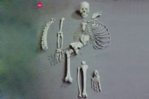 生物及醫(yī)療模型3302-2 人體骨骼模型