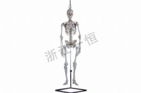 生物及醫(yī)療模型3302-4 人體骨骼模型