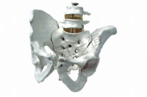 生物及醫(yī)療模型3302-6 盆骨模型