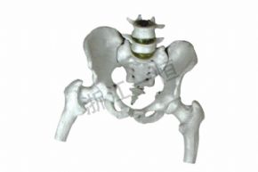 生物及醫(yī)療模型3302-7 盆骨模型