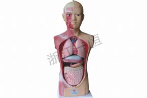 生物及醫(yī)療模型3303 42人體半身模型