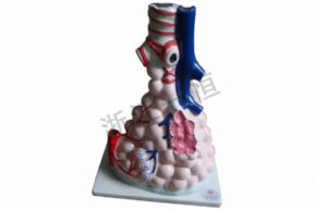 生物及醫(yī)療模型3306 肺泡