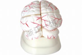 生物及醫(yī)療模型3307 腦解剖模型