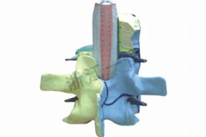 生物及醫(yī)療模型3308 脊椎與椎骨模型