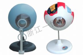 生物及醫(yī)療模型3309 眼球解剖模型