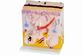 生物及醫(yī)療模型3311-2 皮膚結(jié)構(gòu)模型