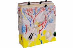 生物及醫(yī)療模型3311-3   皮膚結構模型