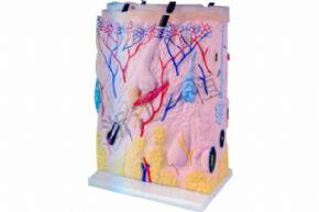 生物及醫(yī)療模型3311-6 皮膚結(jié)構(gòu)模型