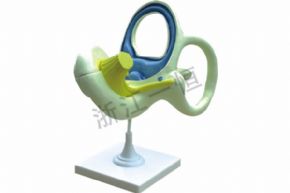 生物及醫(yī)療模型3313 內(nèi)耳迷路模型
