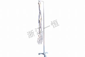 生物及醫(yī)療模型3317 手骨模型