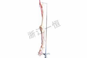 生物及醫(yī)療模型3316 腳骨模型