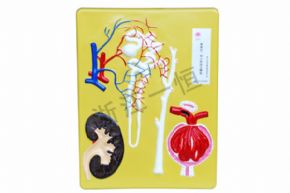 生物及醫(yī)療模型3317 腎單位腎小體