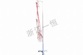 生物及醫(yī)療模型3318 手骨模型