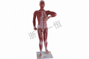 生物及醫(yī)療模型3324 人體肌肉模型