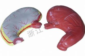 生物及醫(yī)療模型3329 胃解剖模型